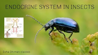 ENDOCRINE GLANDS IN INSECTSHORMONESBY ESHA DHIMAN [upl. by Flessel]