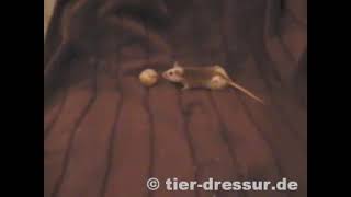 first natal rat training [upl. by Yatnoed831]