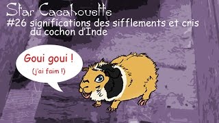 StarCacahouette 26 significations des sifflements et cris du cochon dInde [upl. by Rosamond]