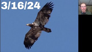 16 Golden Eagle Black Vulture Roughlegged Hawk at the Braddock Bay Hawk Watch 31624 [upl. by Ahsema]