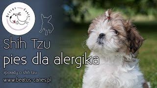 Shih Tzu  pies dla alergika [upl. by Attiuqahs]