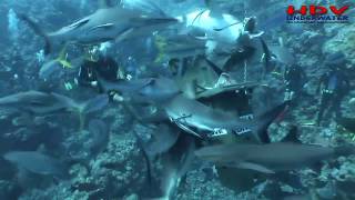 Shark Feeding Frenzy Great Barrier Reef Taka Dive [upl. by Yakcm718]