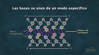 La estructura química del ADN  Video HHMI BioInteractive [upl. by Jobina]