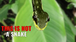 11 Most AMAZING Cases of Animal MIMICRY [upl. by Srini206]