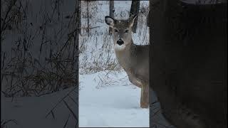 Whitetail doe does a 360 headturn [upl. by Kassab793]