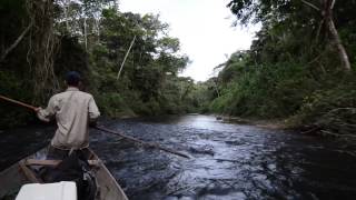 Tsimane Lodge  Golden Dorado [upl. by Eilah335]