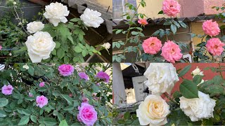 Part1 Very Best of Spring Blooms of Beautiful and Fragrant Roses [upl. by Chatwin934]