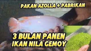 🛑PAKAN AZOLLA  PABRIKAN 3 BULAN PANEN IKAN NILA GEMOY² fish carabudidayaikannila viralvideo [upl. by Schaefer]