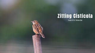 zitting cisticola [upl. by Hirai]