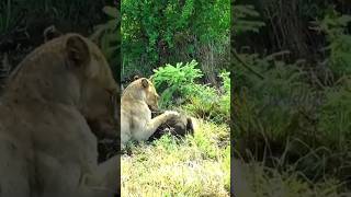 wildanimals lions attack edit [upl. by Einna]