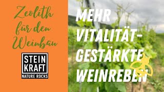 WEINKRAFT mit Zeolith stärkt auch die grünen Blätter der Weinrebe viniculture [upl. by Melnick]