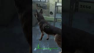 Dogmeats Cool Trick  Fallout 4 How to get the Cryolator fallout4 fallout pcgaming gaming [upl. by Eisac]