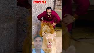 Lion friendly 🦁😄🤗 shortfeed viralvideo trending trending viralshorts lion animals [upl. by Efioa]