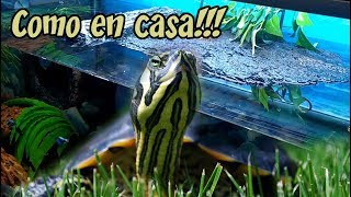 Hábitat de las tortugas de agua [upl. by Llieno]