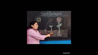 Seed Germination Activity [upl. by Silenay116]