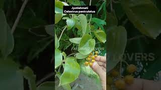 Jyotishmati  malkanganilatin name  Celastrus paniculatus ayurveda ayushorts [upl. by Nehcterg]