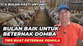 Bulan Baik Untuk Memulai Beternak Domba Bagi Pemula  AGROTV9 [upl. by Shedd]