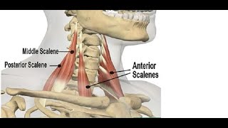 Two Minutes of Anatomy Scalenes [upl. by Eidnarb]