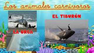 Animales Herbívoros Carnívoros y Omnívoros  Videos Educativos Aula365 [upl. by Wun810]