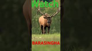 barasingha [upl. by Purington]