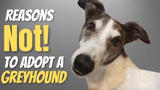 Reason Not to Adopt a Greyhound [upl. by Enneira618]