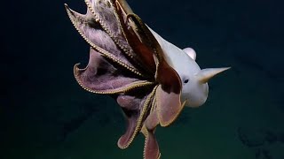 Dumbo Octopus Unveiling the Enigmatic Marvels of the Deep Sea Abyss [upl. by Wamsley]