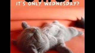 Happy Hump Day Enjoy funny video [upl. by Graces105]