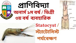 চিংড়ির স্ট্যাটোসিস্ট পর্যবেক্ষণ  Statocyst of PrawnTemporary Mounting Practical Hons 1st year [upl. by Crandell]