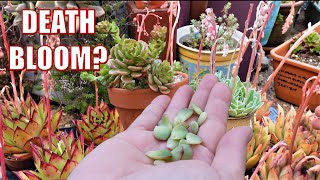 What to do with Different SUCCULENT FLOWER  Crosspollination  Growing Succulents with LizKreate [upl. by Palila]