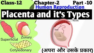 development of placenta  types of placenta  structure and function of placenta [upl. by Giah]