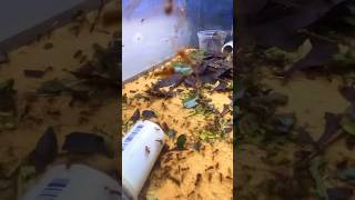 Ants Demolish Maple Leaves  Leaf Cutter Ants Atta mexicana [upl. by Janus]