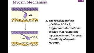 032Myosin Structure amp Function [upl. by Edra]