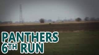 Panthers 6th Run  Hare Coursing  Working Lurchers [upl. by Atekahs]