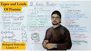 Protein Structure  Four levels of protein Organization  shape of protein [upl. by Lohcin827]