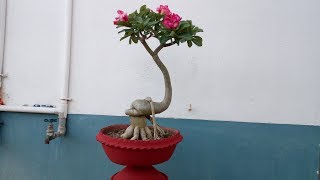 How to repot Adenium  Desert Rose [upl. by Alphonsa]