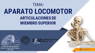 Aparato Locomotor Articulaciones de Miembro Superior [upl. by Aprilette]