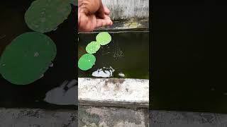 Guppy food Time🐠🐬🥰guppy Guppy guppies Guppy fishing fish fishingvideo guppyvalarthal [upl. by Tutt]