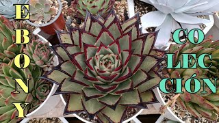 Los más hermosos EBONYS de la colección echeveria suculentas agavoides [upl. by Erna]