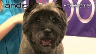 Grooming Guide  Cairn Terrier Pet Trim  Pro Groomer [upl. by Allayne105]