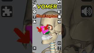 Vomer  Nasal bone  Anatomy medical 3d anatomy bones head neck nose shorts [upl. by Valry]