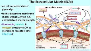 2922 The Extracellular Matrix [upl. by Levins]