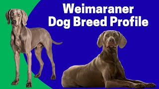 Weimaraner Dog Breed Profile  Characteristics History Care Tips for Pet Owners [upl. by Eden118]