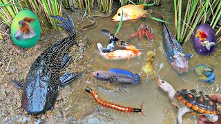 So Amazing Catching Colorful Betta Fish In The River Giant Catfish Ornamental Fish Turtle Bird [upl. by Arathorn]