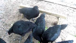 Australorps chickens [upl. by Atir]