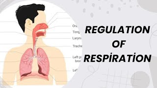 REGULATION OF RESPIRATION  NOTES  PHYSIOLOGY  NOTES  MBBS  BAMS  BHMS  BDS [upl. by Ricky734]