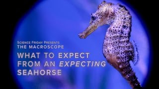 What to Expect From an Expecting Seahorse [upl. by Elroy]