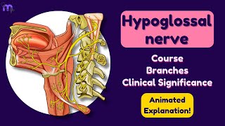 Hypoglossal Nerve  Course  Branches  Clinical Significance  Anatomy  Animated explanation [upl. by Nilak]