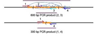 PCR deletion analysis [upl. by Jae]