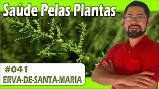 Saúde Pelas Plantas  Erva de Santa Maria vermífuga cicatrizante analgésica repelente [upl. by Rich]