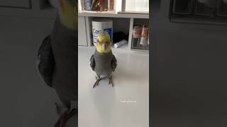 Cockatiel in Bowling Pin Mode bird cockatiel parrot yumyumthetiel [upl. by Nwahsaj712]